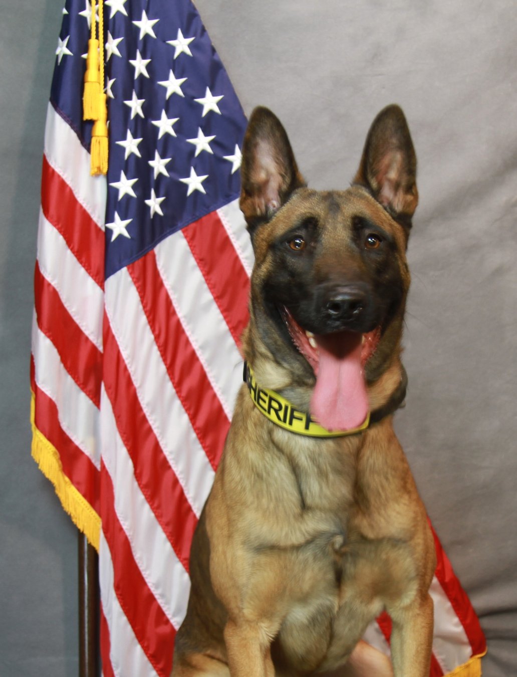 FCSO K9 Dies After Medical Emergency Forsyth News best-franchise-2025-tayla-rubensohn