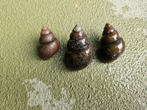 06182024CHINESE MYSTERY SNAIL