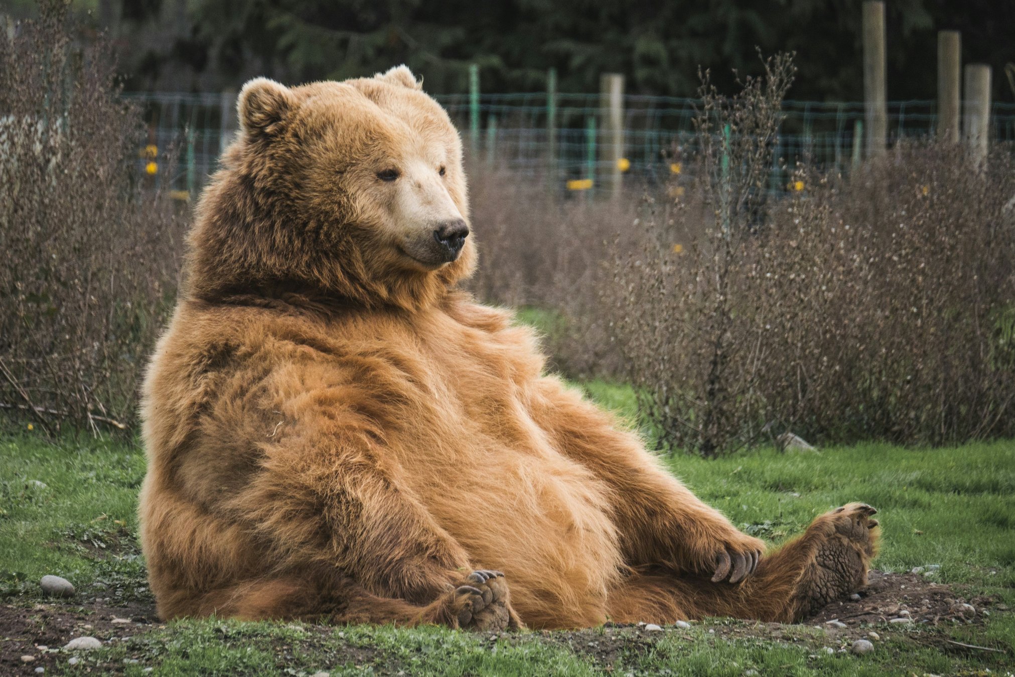 Fat and happy! How to keep up with the brown bears of Alaska during