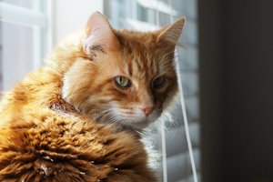 02042025RABIES CAT