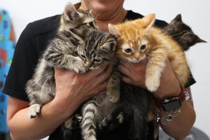 05272025KITTEN SEASON