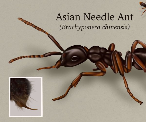 06262025ASIAN NEEDLE ANT