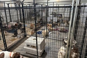 07032025DOGS RESCUED