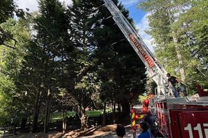 07252025TREE CLIMBER
