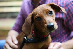 08052025PET TIPS