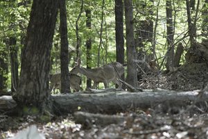 08142025DEER HUNT