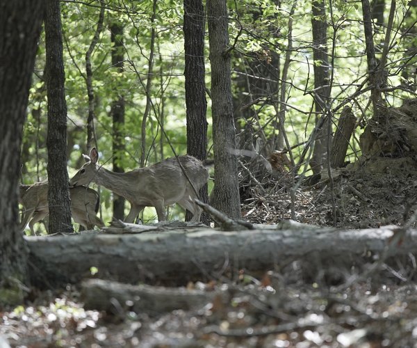 08142025DEER HUNT