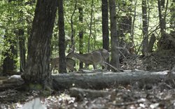 08142025DEER HUNT
