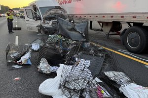 10142025FURKIDS CRASH