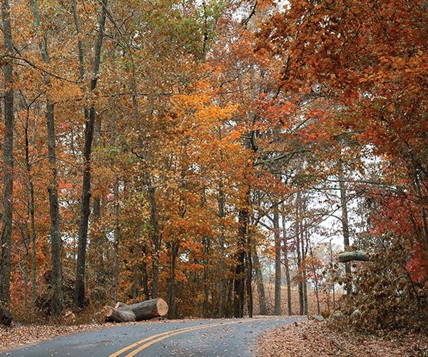 10172025FOLIAGE