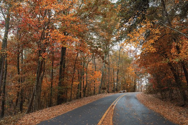 10172025FOLIAGE