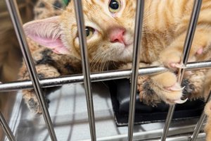 10232025FURKIDS UPDATE