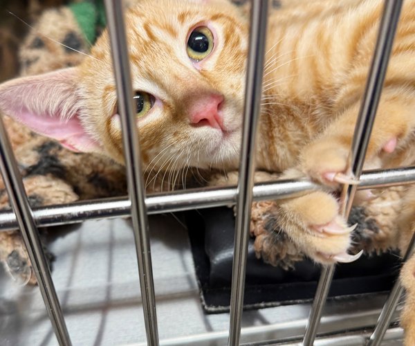 10232025FURKIDS UPDATE