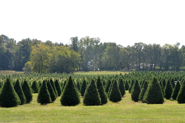 10032023CHRISTMAS TREE FARM