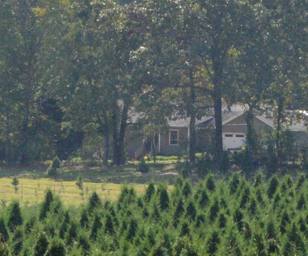 10032023CHRISTMAS TREE FARM