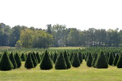 10032023CHRISTMAS TREE FARM