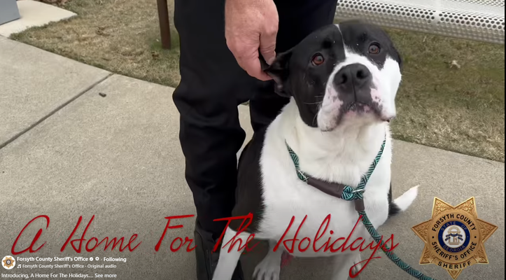 12262025PET ADOPTION