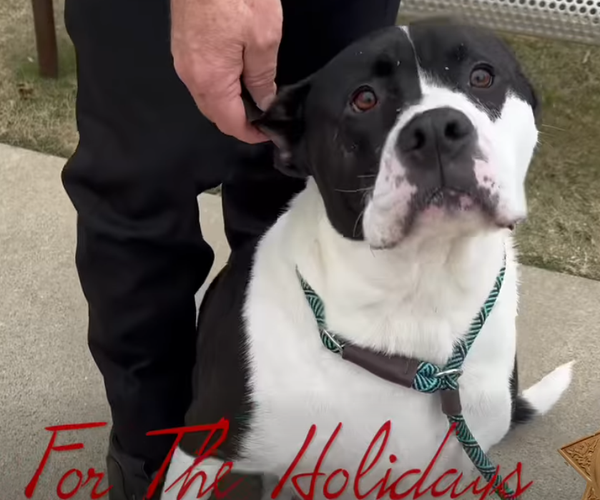 12262025PET ADOPTION