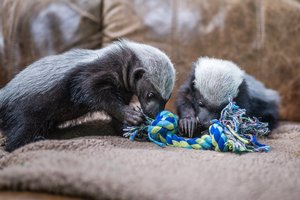 01162026HONEY BADGER