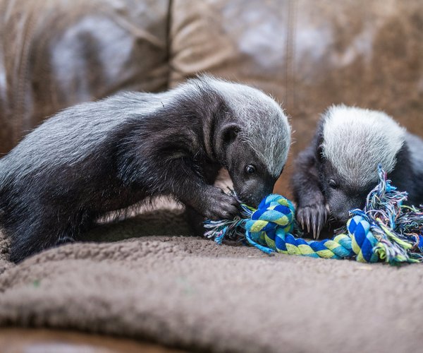 01162026HONEY BADGER