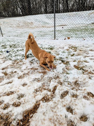 Forsyth County animal shelters are preparing for Winter Storm Fern. Here’s how you can help