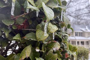 01252026GRACES FERN PHOTOS