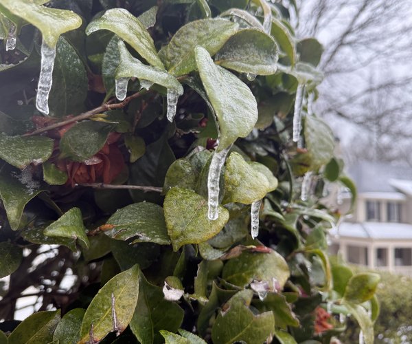 01252026GRACES FERN PHOTOS