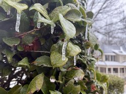 01252026GRACES FERN PHOTOS