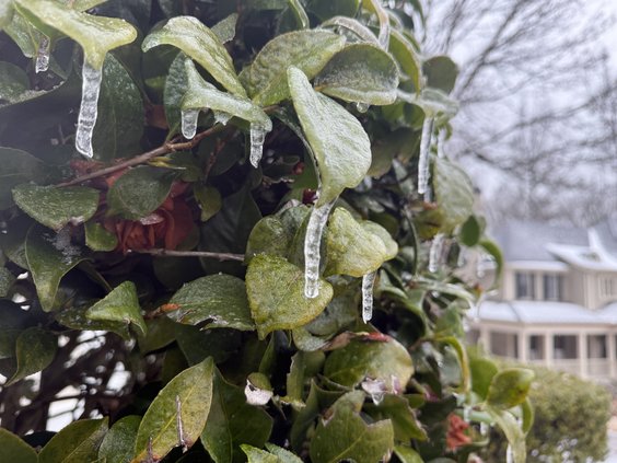 01252026GRACES FERN PHOTOS