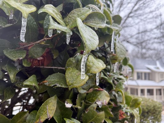 01252026GRACES FERN PHOTOS