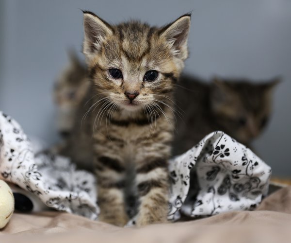 05272025KITTEN SEASON