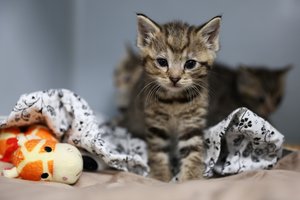 05272025KITTEN SEASON