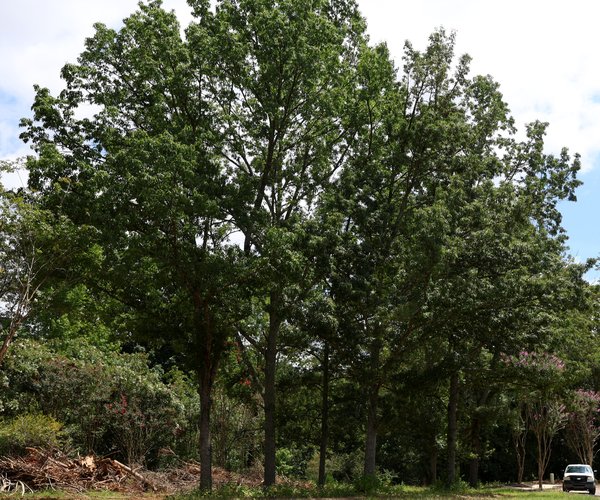 08142025SHILOH PRESERVE