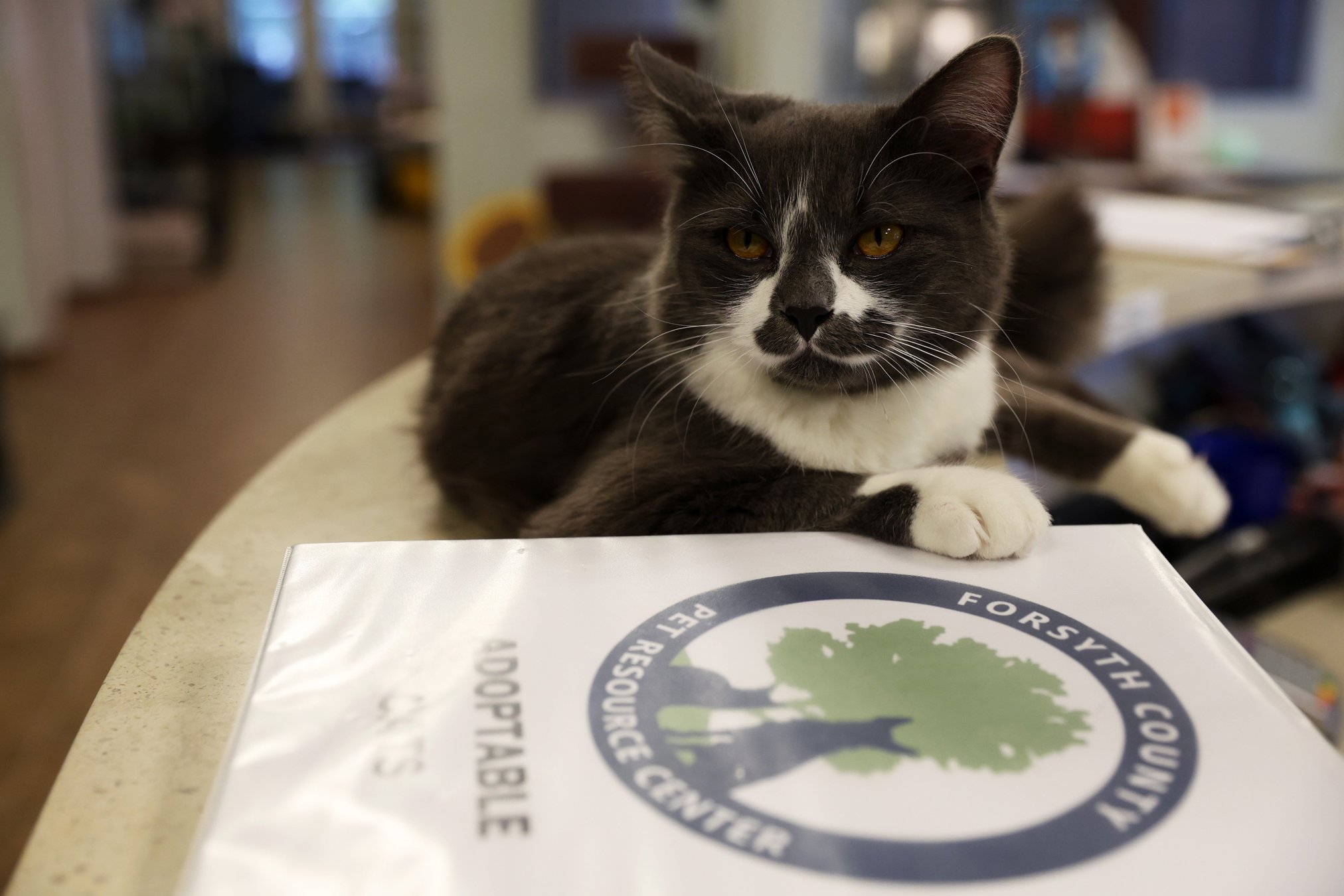 Forsyth County residents can find lost pets using new interactive map ...