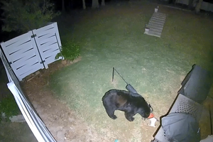 04102026PILGRIM MILL BEAR