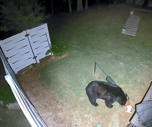 04102026PILGRIM MILL BEAR