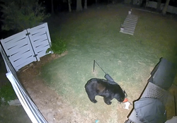 04102026PILGRIM MILL BEAR