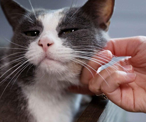 08052025PET TIPS