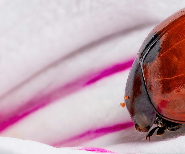 04162026FREE LADYBUGS