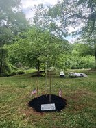05052026LIBERTY TREE