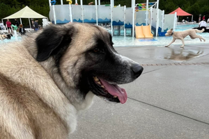 08202026DOGS CUMMING AQUATIC CENTER