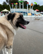 08202026DOGS CUMMING AQUATIC CENTER
