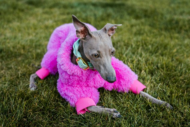 08202026DOG FASHION