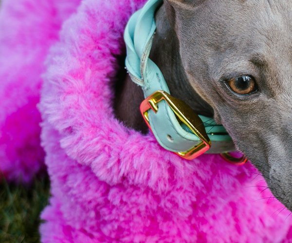 08202026DOG FASHION