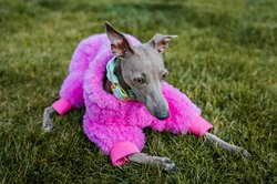 08202026DOG FASHION