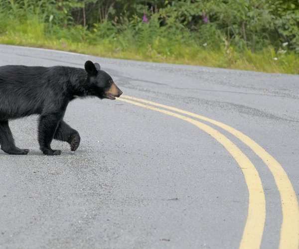 09182026BEARWISE