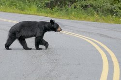 09182026BEARWISE