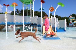 09232026DOG DAYS