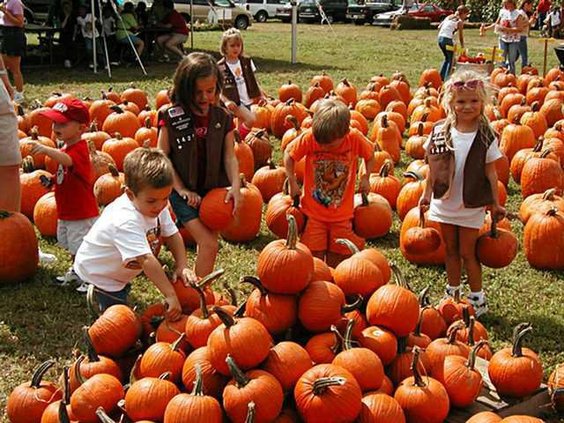10062026PUMPKIN PATCH
