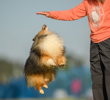 10092026DOG SPORTS